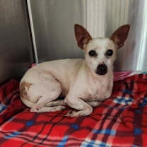 Thumbnail photo of Vanilla #2