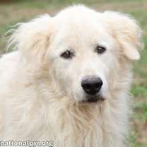 Thumbnail photo of Jose in TN - Calm & Easy-going! #1