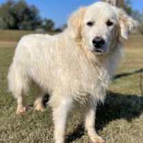 Thumbnail photo of Jose in TN - Calm & Easy-going! #2