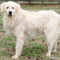 Thumbnail photo of Jose in TN - Calm & Easy-going! #3