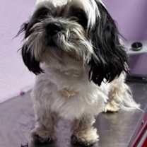 Thumbnail photo of 59965619 #2