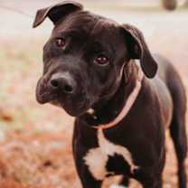 Thumbnail photo of 89996A Ribbon #1