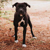 Thumbnail photo of 89996A Ribbon #2