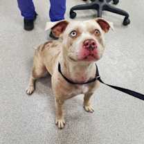 Thumbnail photo of Gigi #1