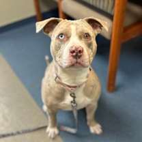 Thumbnail photo of Gigi #2