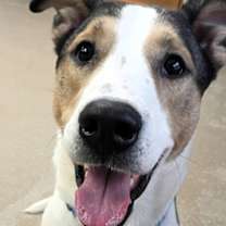 Thumbnail photo of Dozer #1