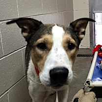 Thumbnail photo of Dozer #3