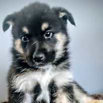 Thumbnail photo of Rowan #1