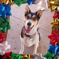 Thumbnail photo of Lilly #1