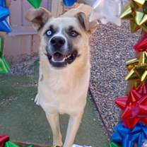 Thumbnail photo of Chip #1