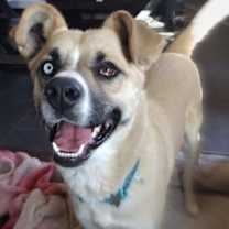 Thumbnail photo of Chip #2