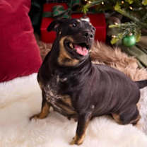 Thumbnail photo of Shirley Temple #1