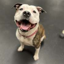 Thumbnail photo of Caboodle #1