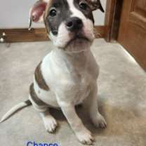 Thumbnail photo of Chance #3