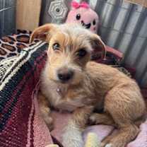 Thumbnail photo of Peaches #2