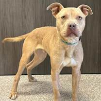 Thumbnail photo of Rudolph #1