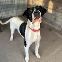 Thumbnail photo of Sporty #2