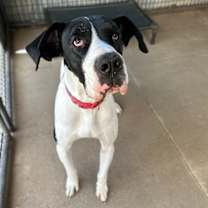 Thumbnail photo of Sporty #4