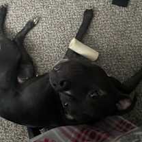 Thumbnail photo of Moonlite #2