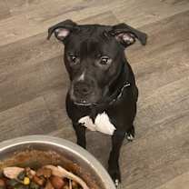 Thumbnail photo of Moonlite #4