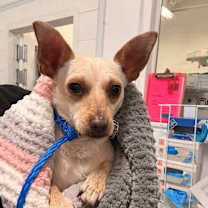 Thumbnail photo of Brewsky #2