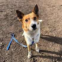 Thumbnail photo of Juno #1