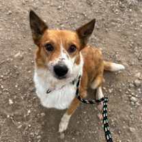 Thumbnail photo of Juno #2