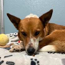 Thumbnail photo of Juno #3