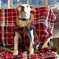 Thumbnail photo of Ethan Allen #4