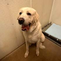 Thumbnail photo of Mulligan #2