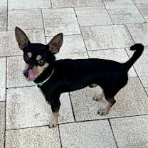 Thumbnail photo of Jake #2