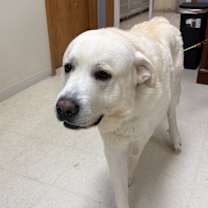 Thumbnail photo of Mulligan #3