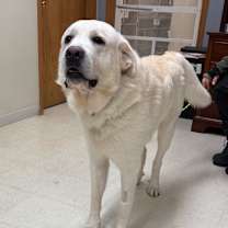 Thumbnail photo of Mulligan #4