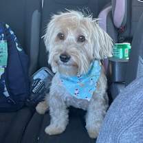 Thumbnail photo of LANGSTON #1