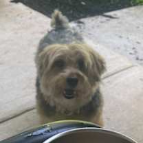 Thumbnail photo of LANGSTON #2