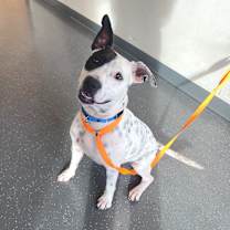 Thumbnail photo of Gucci Mai #3