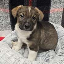 Thumbnail photo of Asiago #1