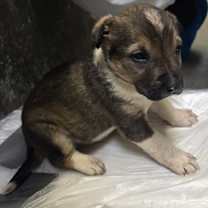 Thumbnail photo of Asiago #2