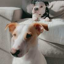 Thumbnail photo of Nori & Frankie #1