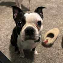 Thumbnail photo of Nori & Frankie #4