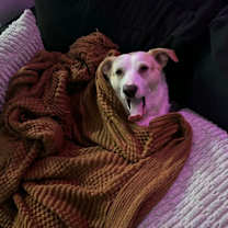 Thumbnail photo of Frankie & Nori #2