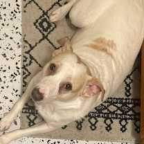 Thumbnail photo of Frankie & Nori #3