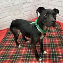 Thumbnail photo of Martin #4