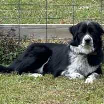 Thumbnail photo of Lucille #3