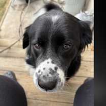 Thumbnail photo of Lucille #4