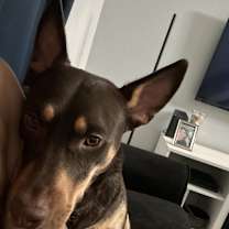 Thumbnail photo of AXEL #2