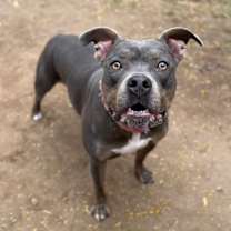 Thumbnail photo of Jade #2