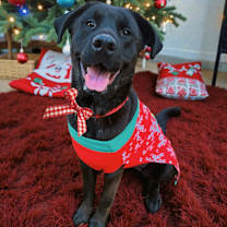 Thumbnail photo of Hershey #4