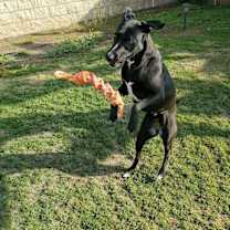 Thumbnail photo of Lucy #1