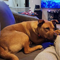 Thumbnail photo of Beans #4